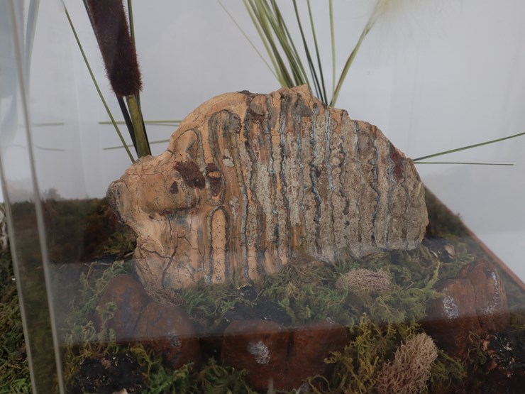 #12-•-#4200-•-diaroma-featuring-florida-mastodon-molar-and-cast-mastodon-replica-image-2