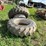 #5013-•-tractor-duals-image-5
