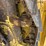 komatsu-d65ex-12-image-12
