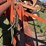 massey-ferguson-65-image-36
