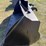 cat-fussion-image-2