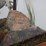 #12-•-#4200-•-diaroma-featuring-florida-mastodon-molar-and-cast-mastodon-replica-image-5