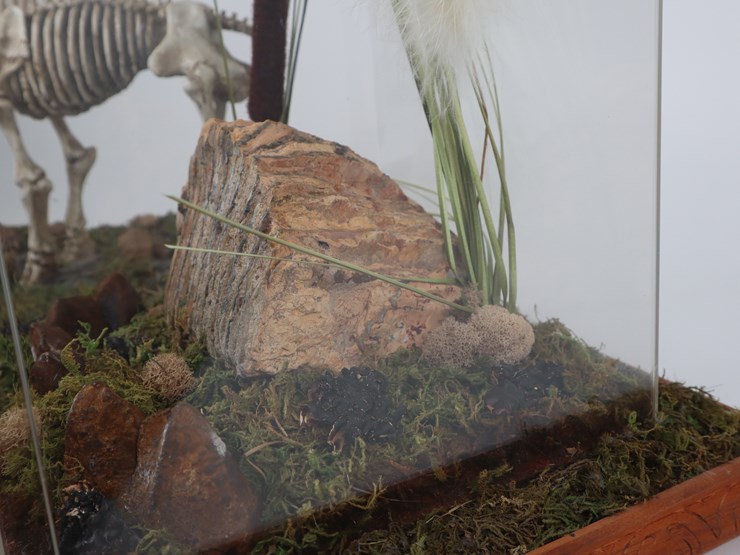 #12-•-#4200-•-diaroma-featuring-florida-mastodon-molar-and-cast-mastodon-replica-image-5