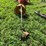 #5019-•-(8)-bolt-rim-and-pto-shaft-image-2