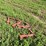 #5020-•-ih-56-no-till-coulter-brackets-image-5