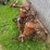 allis-chalmers-2-row-planter-for-g-tractor-image-4