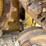 caterpillar-d5n-xl-image-10