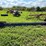 #5024-•-20'-x-12"-conveyor-image-4