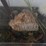 #12-•-#4200-•-diaroma-featuring-florida-mastodon-molar-and-cast-mastodon-replica-image-3