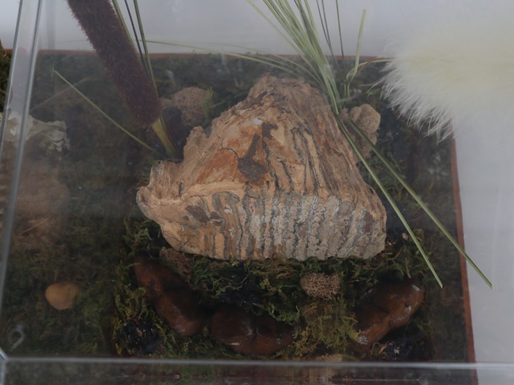 #12-•-#4200-•-diaroma-featuring-florida-mastodon-molar-and-cast-mastodon-replica-image-3