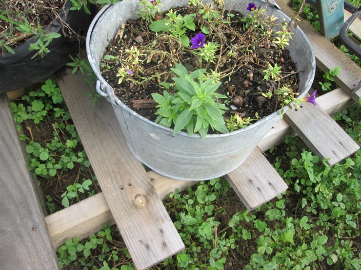 #5054-•-assorted-planters-image-5