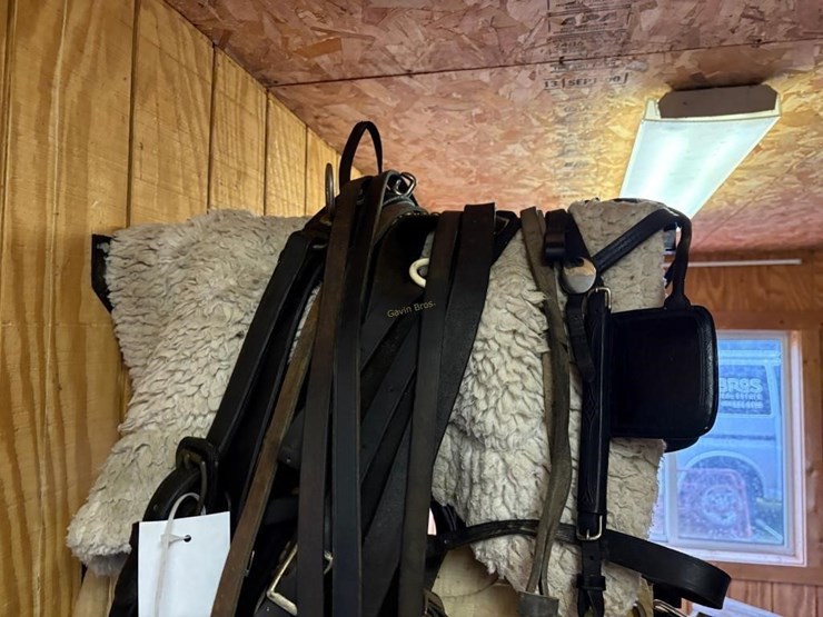 amish-style-horse-buggy-harness-image-3