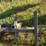 #5072-•-(2)-tree-stand-steps-image-7