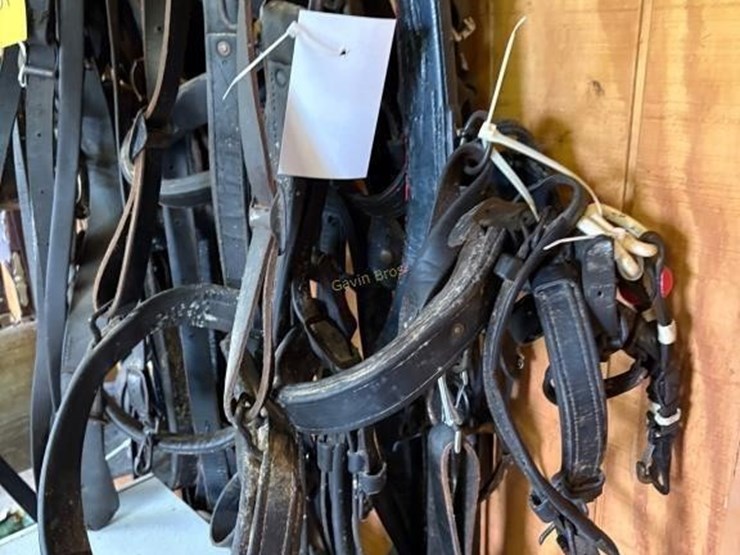 heavy-harness-for-1000lb-pair-image-5