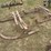 (2)-menomonie-oscillating-bobsleds-image-1