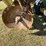 #1671-•-john-deere-23'-disc-image-6