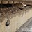 caterpillar-305cr-image-25