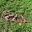 #5020-•-ih-56-no-till-coulter-brackets-image-3
