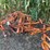 allis-chalmers-cultivator-image-5