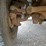 1999-ford-f450-image-75