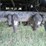 2005-timpte-super-hopper-image-11