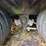 #109-•-2020-40-foot-pj-gooseneck-trailer-image-13