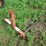 #5048-•-worksaver-3-point-bale-mover-image-1