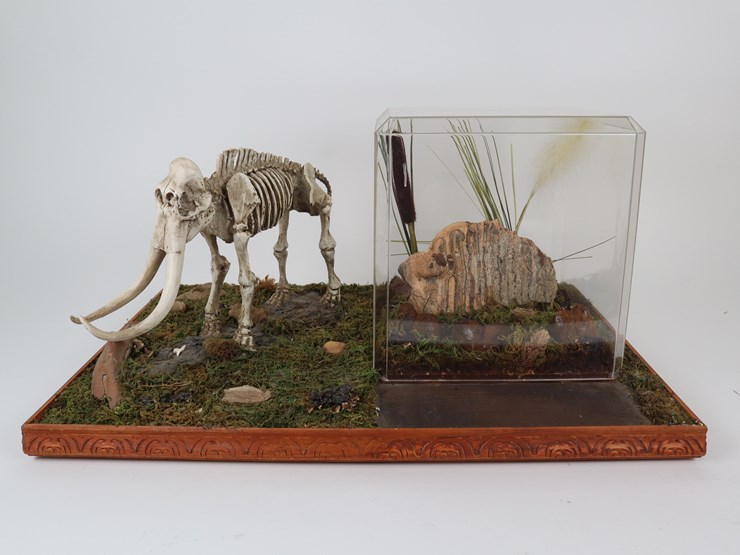 #12-•-#4200-•-diaroma-featuring-florida-mastodon-molar-and-cast-mastodon-replica-image-1