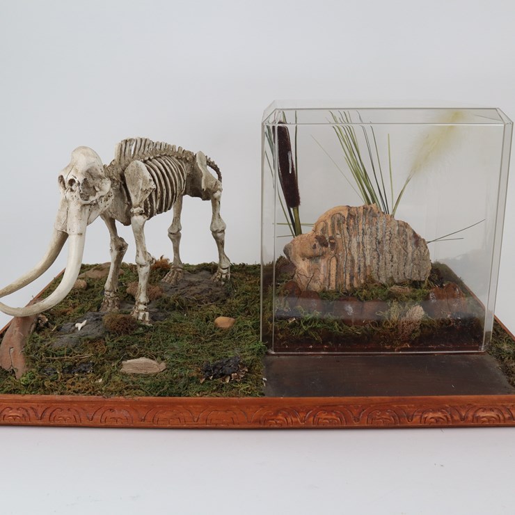 #12 • #4200 • Diaroma Featuring Florida Mastodon Molar and Cast Mastodon Replica
