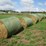 #5033-•-(18)-second-crop-round-bales-image-4