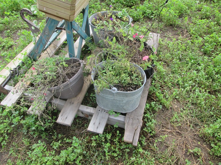 #5054-•-assorted-planters-image-4