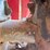 2018-takeuchi-tb240-image-11
