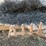 #1903-•-lot-of-(5)-hand-tools-image-4