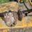 #5034-•-sidewinder-12'-corn-stalk-chopper-image-7