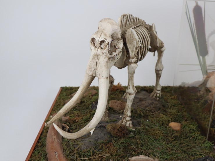 #12-•-#4200-•-diaroma-featuring-florida-mastodon-molar-and-cast-mastodon-replica-image-4