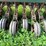 #5022-•-marliss-13'-grain-drill-image-11
