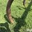 soil-master-chisel-image-20