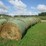 #5033-•-(18)-second-crop-round-bales-image-1