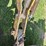 soil-master-chisel-image-9