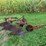 allis-chalmers-3-bottom-snap-coupler-plow-image-3