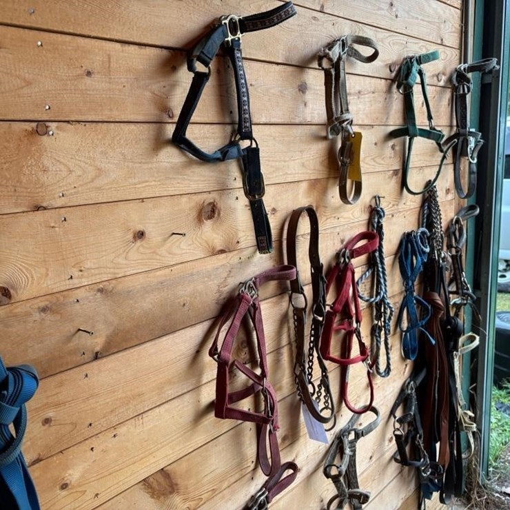 Halters & Lunging Lines