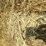 #5033-•-(18)-second-crop-round-bales-image-5