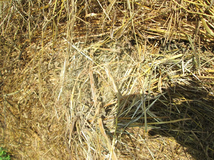 #5033-•-(18)-second-crop-round-bales-image-5