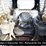 2017-caterpillar-259d-image-18