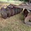 8'-fast-hitch-disc-image-2