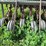 #5022-•-marliss-13'-grain-drill-image-10