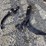 sunflower-4410-13-image-39
