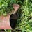 #4461-•-(2)-6"-augers-image-6