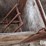 raised-calf-crates-image-19