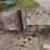 raised-calf-crates-image-8